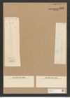 Nitzschia bilineata Grun. (de-Toni-Nr.: Genus 47, Species 2035) Zeichnungen Sammlung Grunow Nr. 4022 (NHMW-BOT-W0371829)
